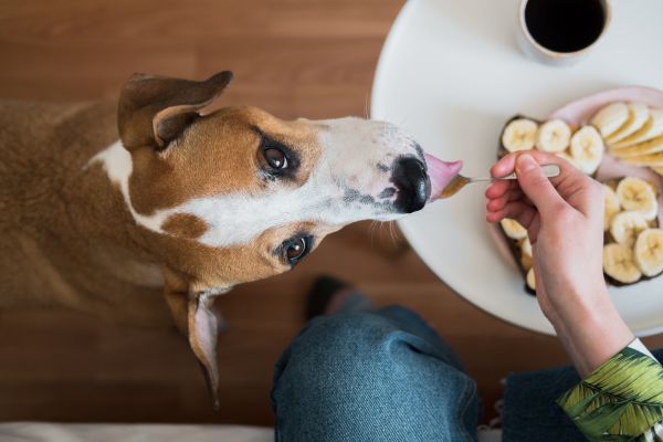 I Ate Food My Dog Licked What Should I Do?