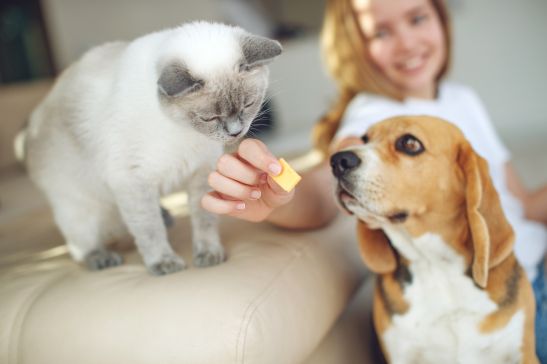 Cat Ate Dog Treats
