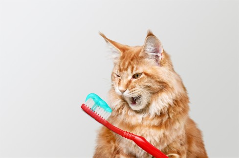 My Cat Ate Toothpaste What Should I Do?