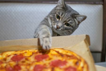 Cat Ate Pizza