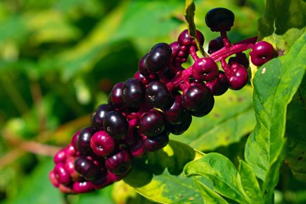 My Dog Ate American Pokeweed What Should I Do?