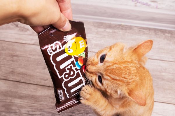 My Cat Ate M&Ms What Should I Do?
