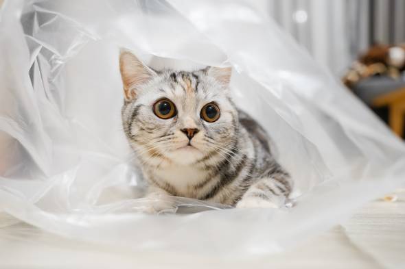 Cat Ate Plastic