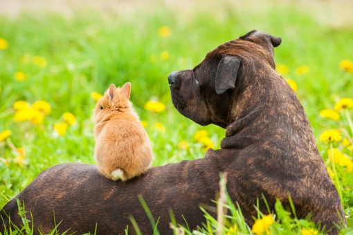 My Dog Ate A Rabbit Or Bunny What Should I Do?