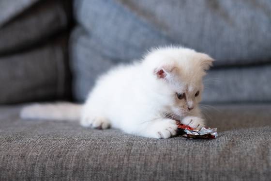 Cat Ate a Candy Wrapper