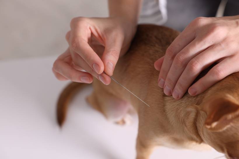 Dog Ate Acupuncture Needle