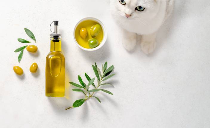 Cat Ate Olive Oil