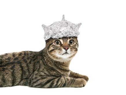 My Cat Ate Tin Foil What Should I Do?