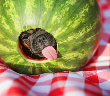 Dog Ate Watermelon Rind