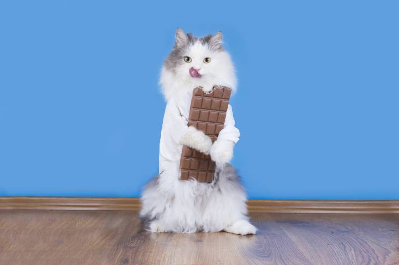 My Cat Ate Chocolate What Should I Do?