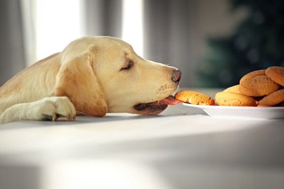 Dog Ate Biscuits