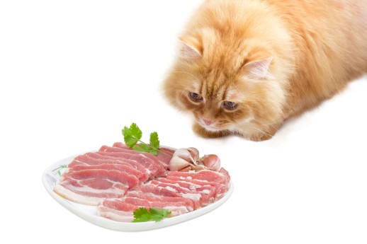 Cat Ate Raw Bacon