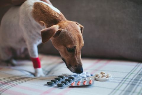 My Dog Ate My Medication What Should I Do?