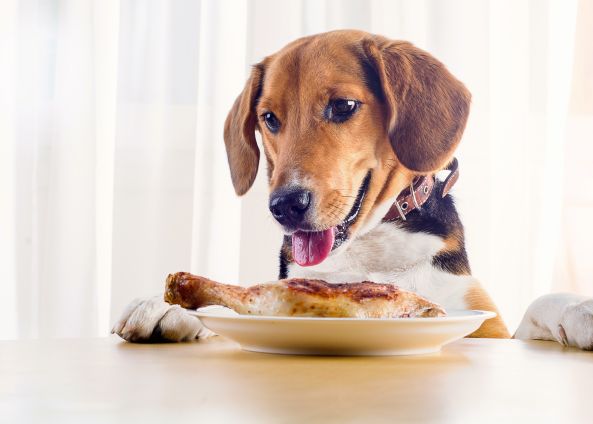 My Dog Ate A Chicken Leg What Should I Do?