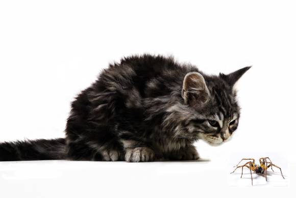 My Cat Ate A Spider What Should I Do?