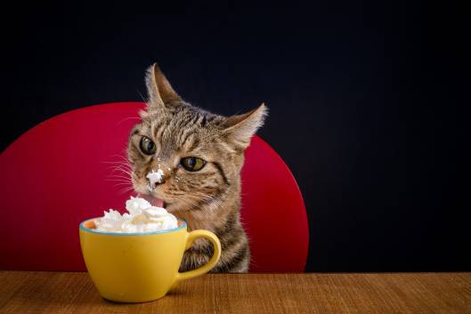 My Cat Ate Whipped Cream What Should I Do?