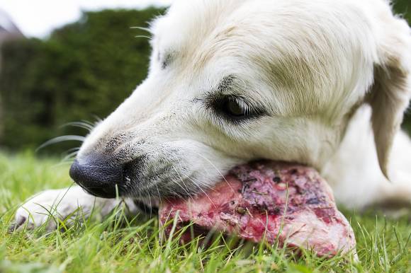 Dog Ate Animal Intestines
