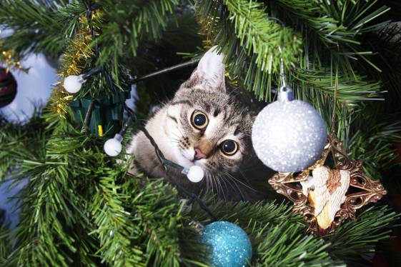 Cat Ate an Artificial Christmas Tree