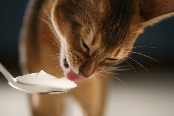 Cat Ate Yogurt