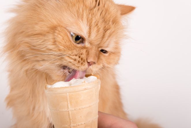  Cat Ate Ice Cream