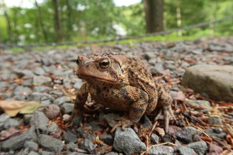 Dog Ate American Toad