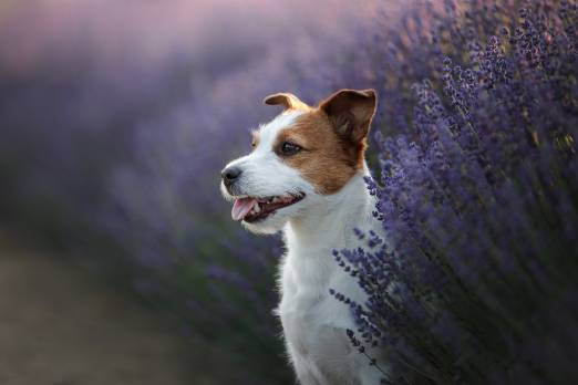 Dog Ate Lavender Plant