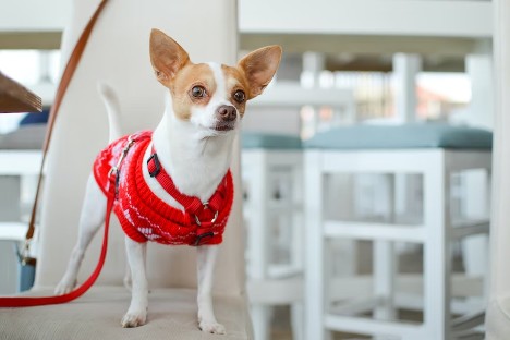 8 Things to Know When Living With a Small Breed Dog