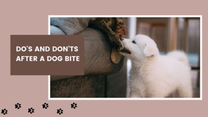 Do's and Don'ts After A Dog Bite