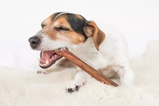 How to Choose Natural Dog Teeth Cleaning Treats for Your Pet's Oral Health