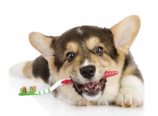 How to Choose Natural Dog Teeth Cleaning Treats for Your Pet’s Oral Health
