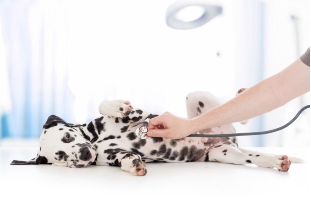 How to Choose a Pet Insurance Company Everything You Need to Know