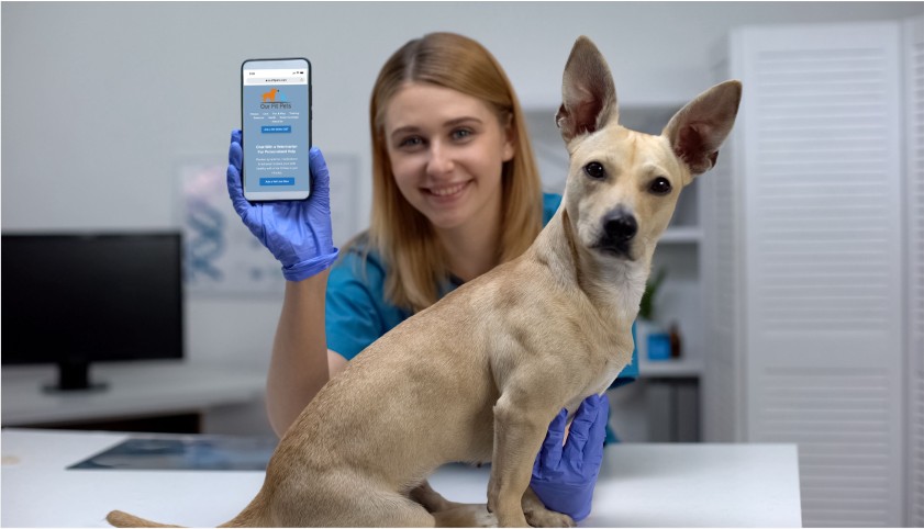 Talk To A Vet Online – Emergency Veterinarian On Call 24/7
