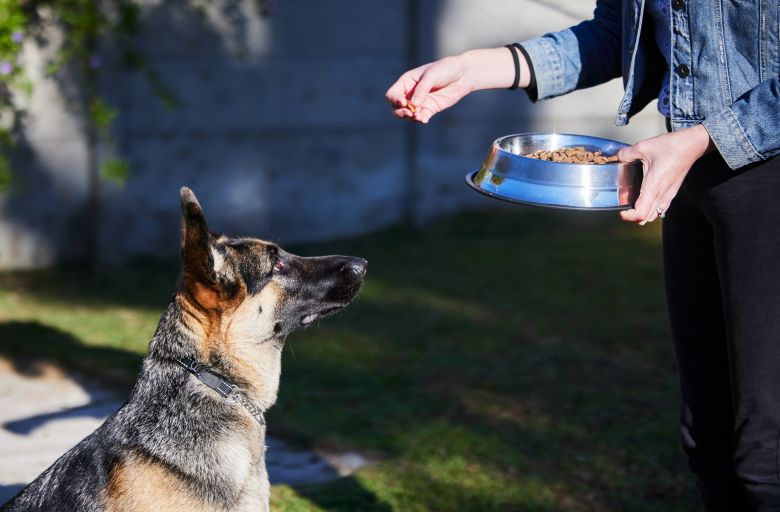 What Is a Balanced Diet for German Shepherds?