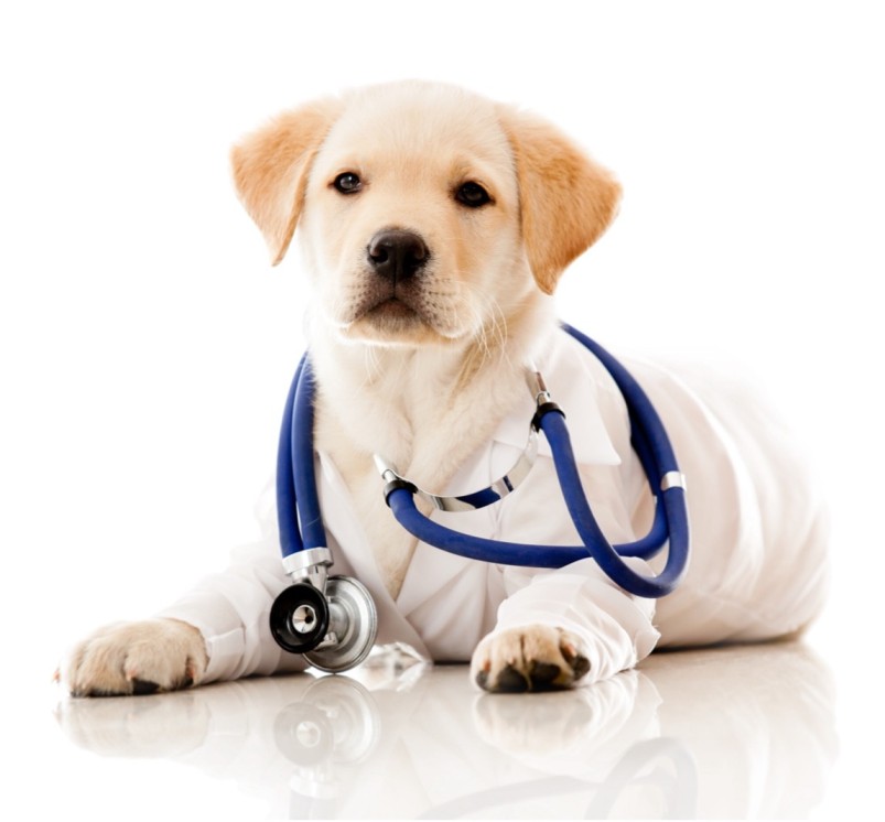 A Pet Owner’s Guide to Maintaining Optimal Dog Health