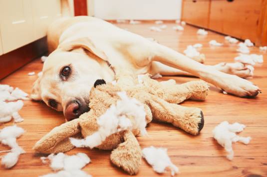 My Dog Ate Animal Stuffing What Should I Do?
