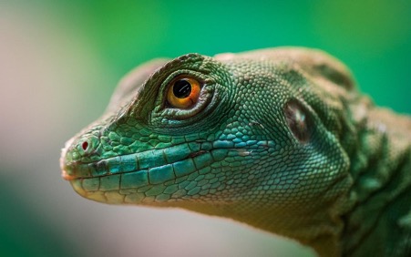Creating the Perfect Habitat for Your Reptile Pet