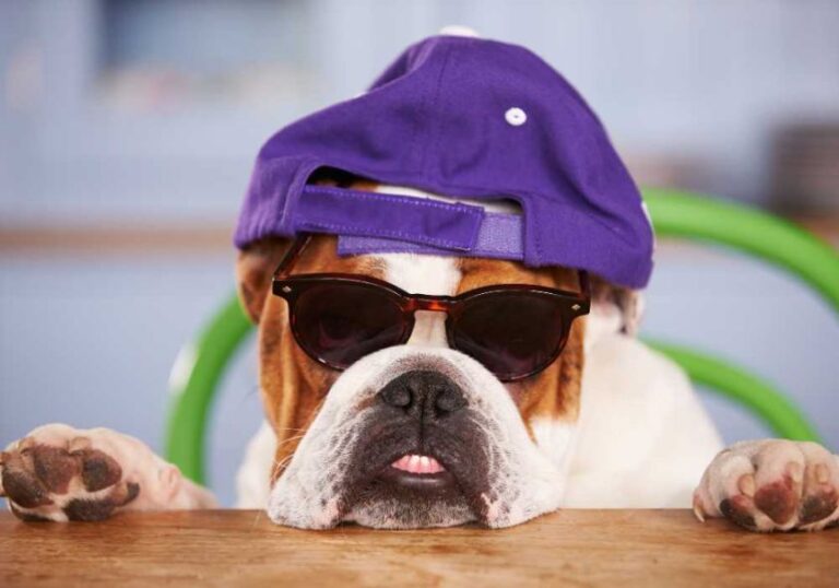 How to Keep Your Dog Active and Healthy A Comprehensive Guide Our