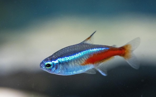 The Best of the Best: The Rainbow Schoolers to Add to Your Aquarium