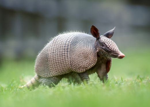 My Dog Ate An Armadillo What Should I Do?