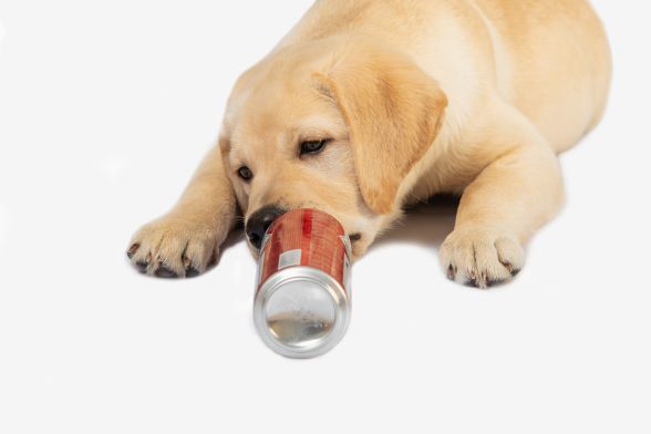 My Dog Ate Aluminum Can What Should I Do?