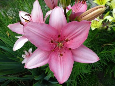 My Dog Ate Asiatic Lily What Should I Do?