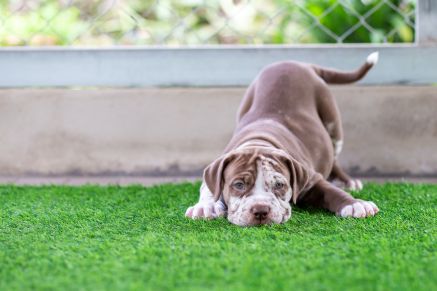 My Dog Ate Artificial Grass What Should I Do?