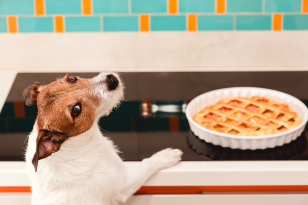 My Dog Ate Apple Pie What Should I Do?