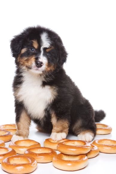 My Dog Ate Bagels What Should I Do?