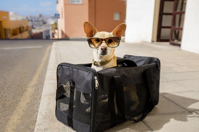 Everything You Need to Consider When Traveling with Pets