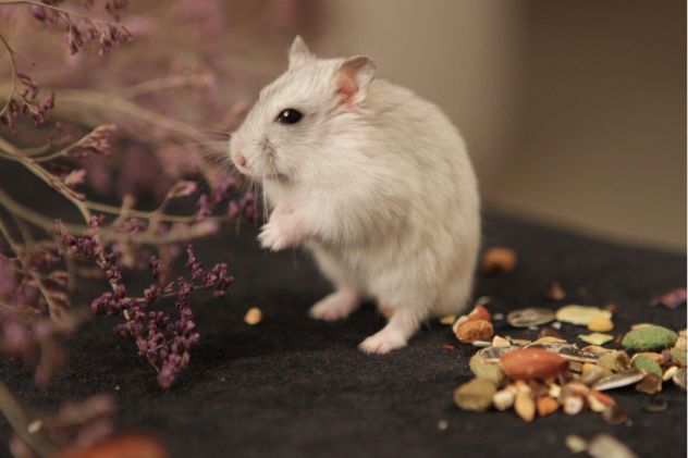 Guide For Pets: What Can Hamsters Eat? Top Recommendation