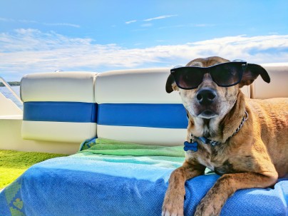 Canine Care Tips to Keep Your Dog Happy and Healthy This Summer