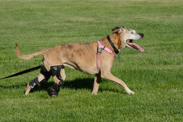 The Ultimate Guide to Choosing the Right Dog Knee Brace