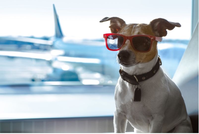 7 Tips for Traveling With Your Dog