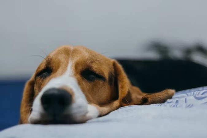 7 Ways to Take Care of Your Sick Pet